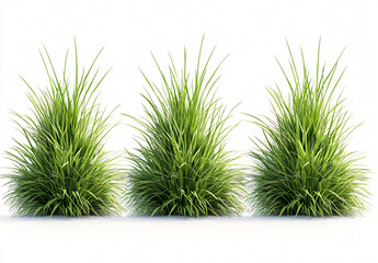 A photorealistic illustration of four distinct clumps of lush green grass, ideal for botanical design, gardening themes, or eco-friendly projects.
