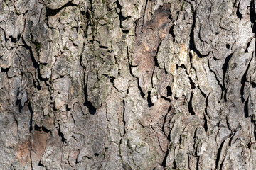 Detailed view of a textured tree bark showing natural patterns and colors in sunlight