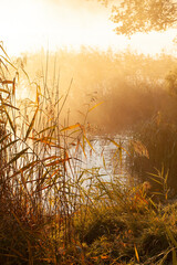 Phragmites australis, commonly called the common reed, on an early autumn morning, as the fog dissipates. Trakai, Lithuania