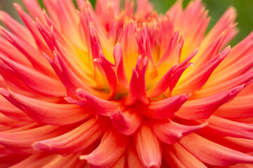 Closeup of beautiful multi-colored dahlia blossom in summer

