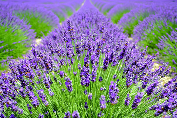 Fototapeta premium Lavender field rows, summer bloom, scenic view, postcard use
