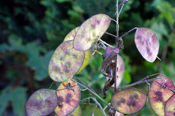 Colorful Silver Leaf Lunaria Annua, also known as the Pope's coin,