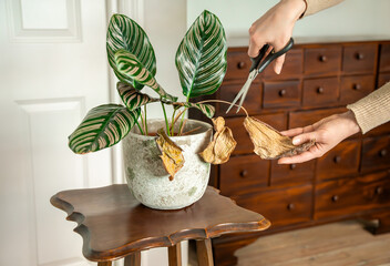 Woman's Hands Cutting Wilted Leaves on an Indoor Calathea Plant – Signs of Disease and Care Needs