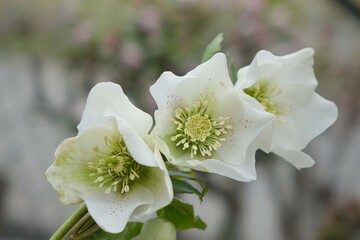 apple tree blossom