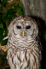 Portrait of a Barred Owl, Strix varia