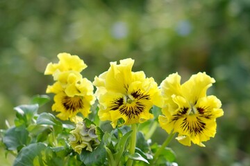 黄色のパンジー