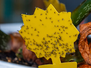 CLOSE UP: Yellow sticky trap covered in fungus gnats, houseplant pests that thrive in moist soil....