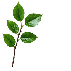 Fototapeta premium A Fresh green leaves on branch, showcasing vibrant colors and natural beauty, perfect for nature themed designs or botanical illustrations