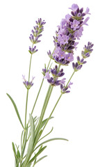Fototapeta premium A single lavender plant, fully bloomed, isolated on a transparent background.