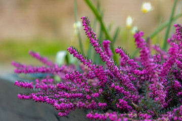 Selective focus bush of purple pink bell heath flower in garden, Erica carnea or the winter flowering heather is a species of flowering plant in the family Ericaceae, Nature floral pattern background.