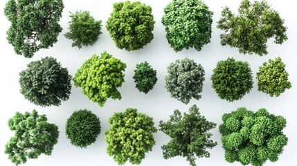 Cutout top view trees set. Aerial view of various trees set against a white background. landscaping 3d render on white background.