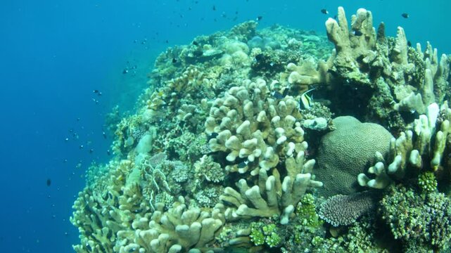 A healthy coral reef grows in extremely shallow water near Olele, North Sulawesi. This area, near Lembeh Strait, lies just above the equator and harbors extraordinary marine biodiversity.