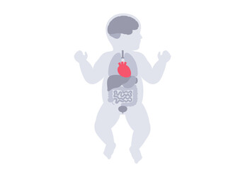 Human internal organs