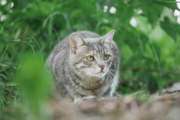 A cat is sitting on the ground in a grassy area with cautious look. The scene has a calm and peaceful mood, as the cat seems to be enjoying its surroundings and looking for prey.
