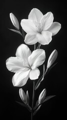 Fototapeta premium Elegant white lilies bloom dark background