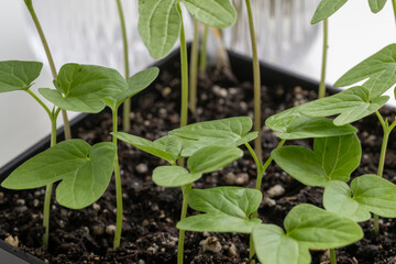 Morning Glory Young Plants Growing on Window