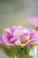 Fototapeta premium Close of Pink Primula Flowers