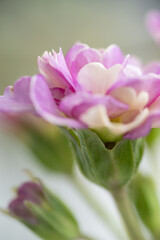 Obraz premium Close of Pink Primula Flowers