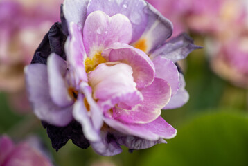 Naklejka premium Close of Pink Primula Flowers