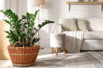 Wicker basket with beautiful houseplant in living room