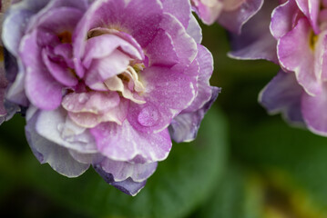 Obraz premium Close up of Pink Primula Flowers