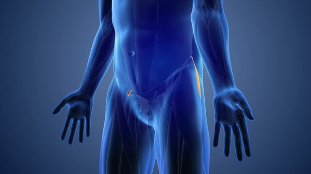 Animation of the gluteus Medius muscles pain