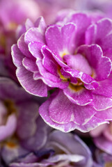 Close up of Pink and Mauve Flowers of Primula 