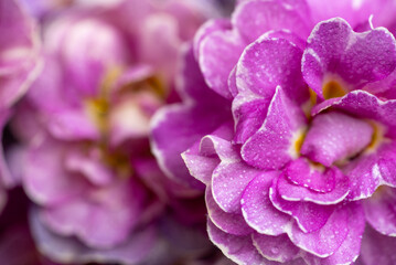 Close up of Pink and Mauve Flowers of Primula 