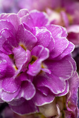 Close up of Pink and Mauve Flowers of Primula 