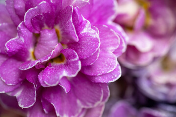 Close up of Pink and Mauve Flowers of Primula 