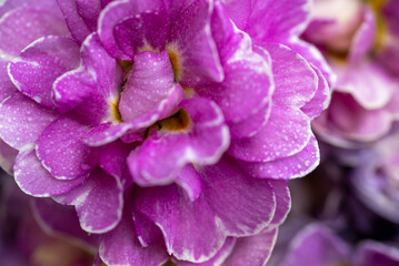 Close up of Pink and Mauve Flowers of Primula 