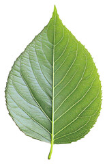 Obraz premium PNG Green leaf green photography green leaf.