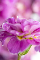 Close up of Pink and Mauve Flowers of Primula 