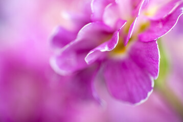 Close up of Pink and Mauve Flowers of Primula 