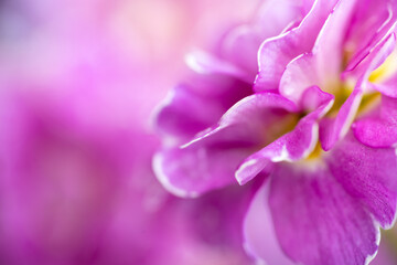 Close up of Pink and Mauve Flowers of Primula 