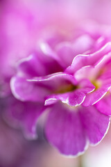 Close up of Pink and Mauve Flowers of Primula 