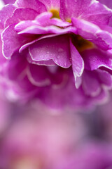 Fototapeta premium Close up of Pink and Mauve Flowers of Primula 