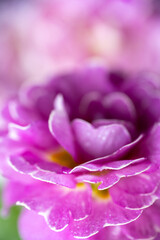 Close up of Pink and Mauve Flowers of Primula 
