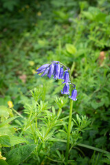 Single English common bluebell Hyacinthoides non-scripta flower growing  amongst other native UK species vertical shot