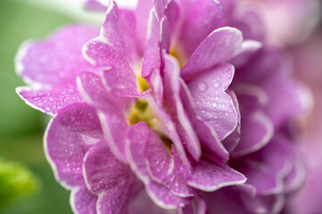 Close up of Pink and Mauve Flowers of Primula 