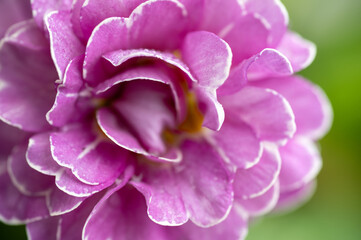 Close up of Pink and Mauve Flowers of Primula 