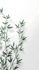 Fototapeta premium Elegant Green Bamboo Branch Minimalist White Background