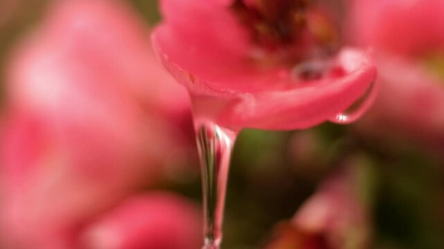 water droplets macro