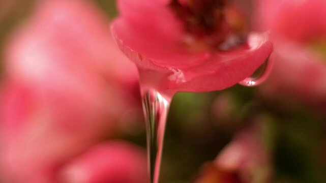 water droplets macro