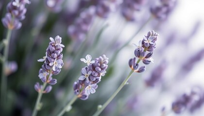 Obraz premium Soft focus lavender blossom, gentle curves, subtle hues, isolated on white, elegance, summer