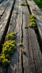 Fototapeta premium Close-up of weathered wooden plank surface with cracks and moss growth , cracks, wood