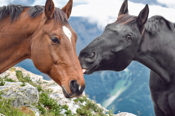 Obraz premium two horses against the backdrop of high mountains