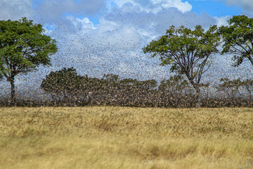 East Sumba, East Nusa Tenggara , Indonesia – 05 . 07. 2022 – The migratory locusts attack and...