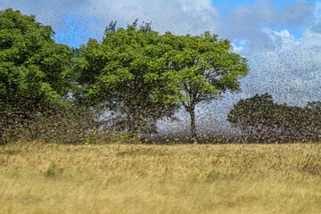 East Sumba, East Nusa Tenggara , Indonesia – 05 . 07. 2022 – The migratory locusts attack and...