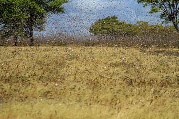 East Sumba, East Nusa Tenggara , Indonesia – 05 . 07. 2022 – The migratory locusts attack and...